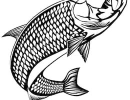 Tarpon clipart 1 » Clipart Station.