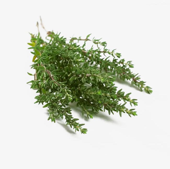 Creative Thyme PNG, Clipart, Creative Clipart, Creative.