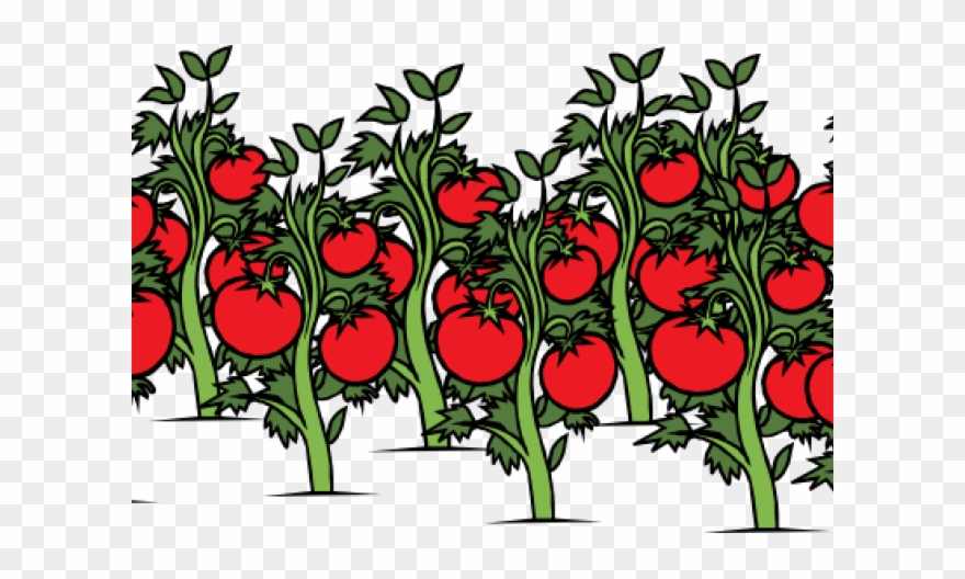 Tomato Clipart Tomato Stem.