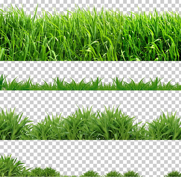 Lawn Computer Icons , grass PNG clipart.