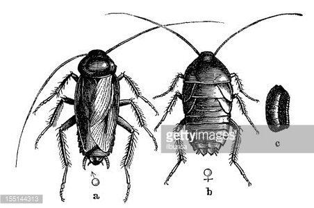 Oriental Cockroach or Waterbug (Blatta Orientalis) Clipart.