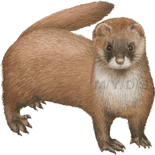 Himalayan Weasel clipart.