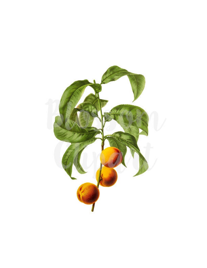 Clipart Apricot, Vintage Graphic Clip Art Botanical Illustration for  Collage, Scrapbooking Digital Download PNG Illustration.