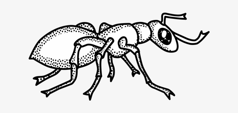 Ants Clipart Png.