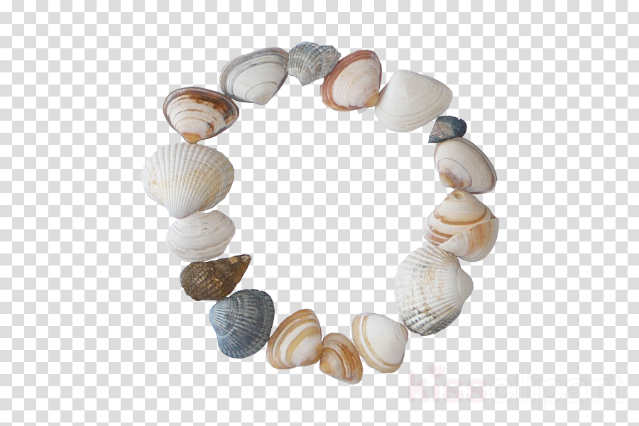 shell bracelet jewellery bead clam clipart.