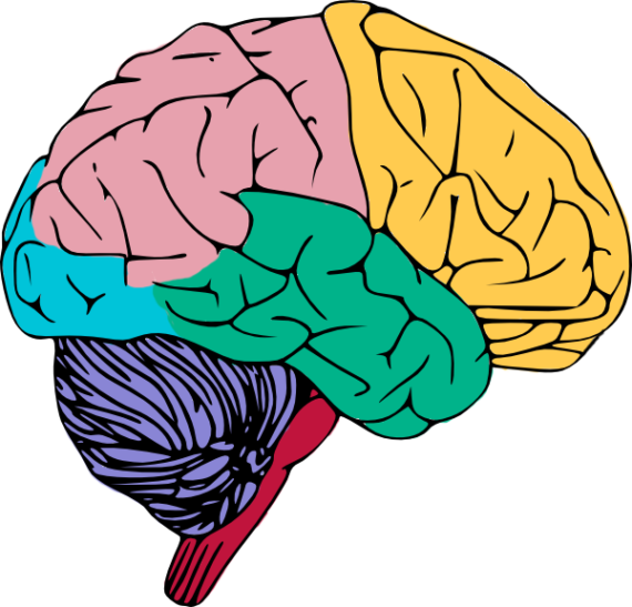 Cartoon Brain Clipart Picture.