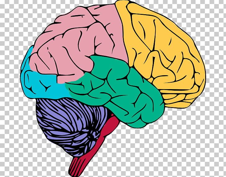 Human Brain Free Content Public Domain PNG, Clipart, Blog.