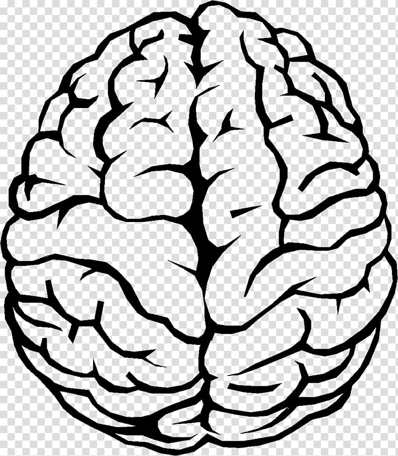 Brain illustration, Outline of the human brain , Brain.