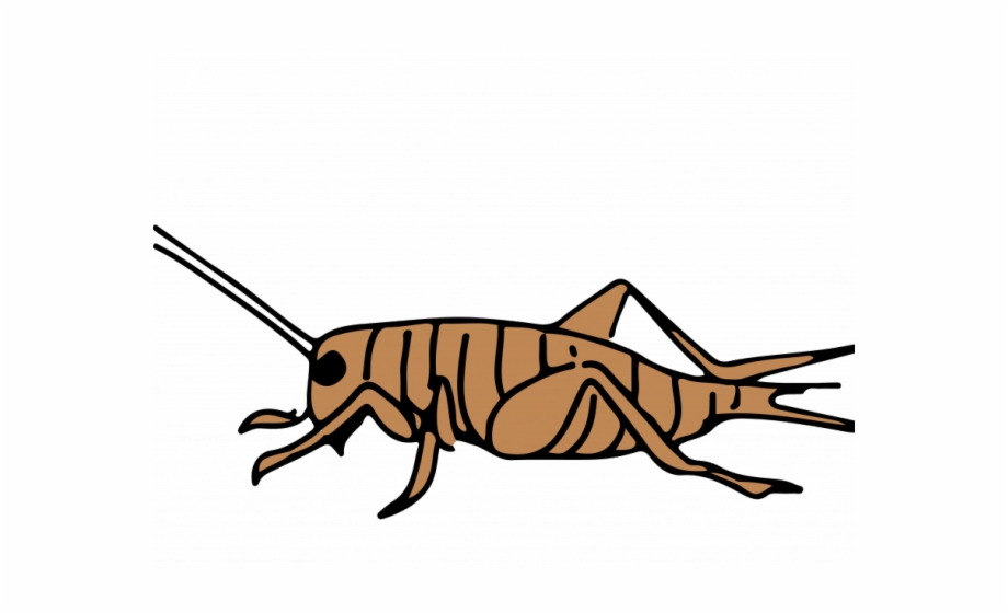 Cricket Clipart Animal Free PNG Images & Clipart Download #505572.