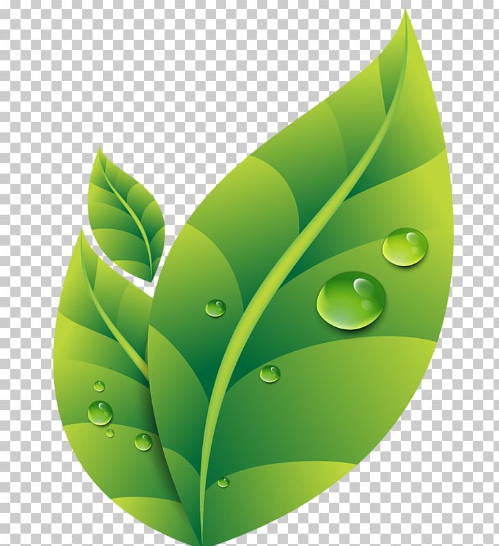 Dew Drop Leaf PNG, Clipart, Background Green, Computer.