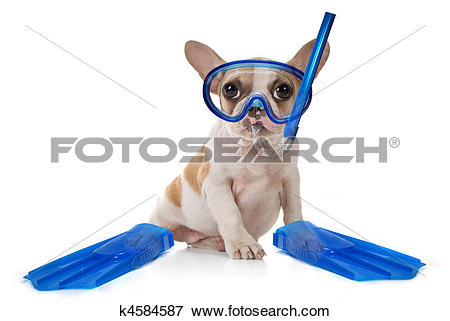 Picture of Puppy Dog With Swimming Snorkeling Gear k4584587.