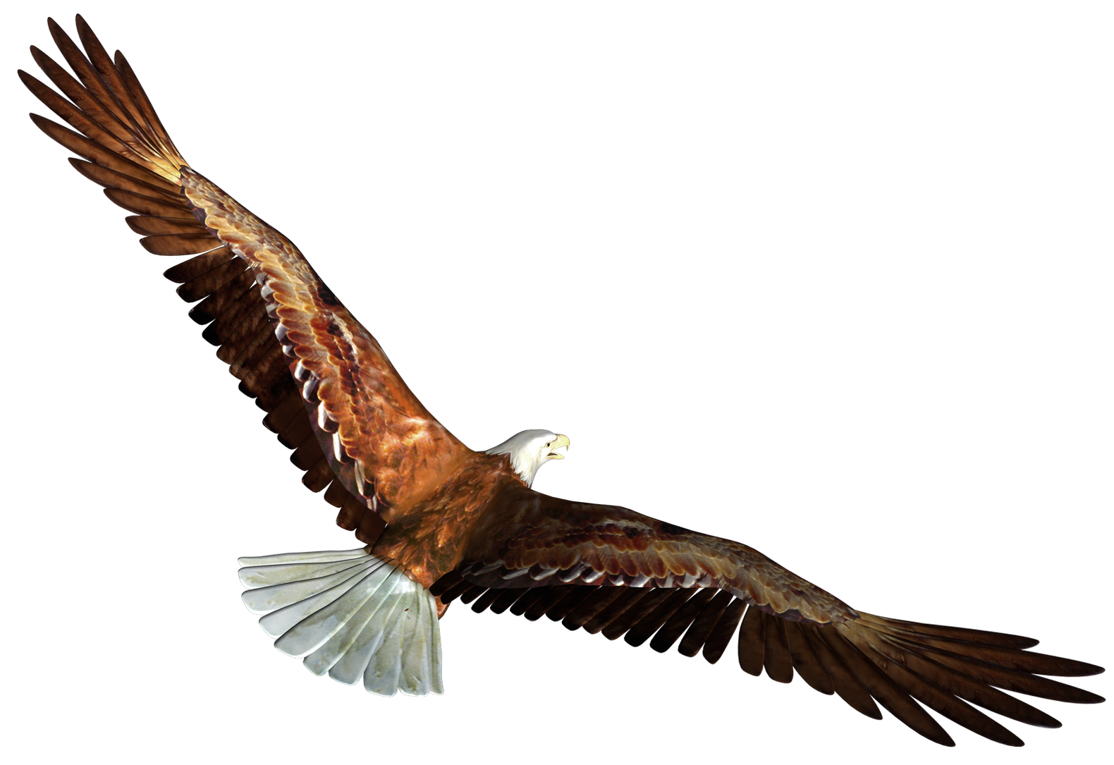 Eagle in Flight Transparent PNG Picture.