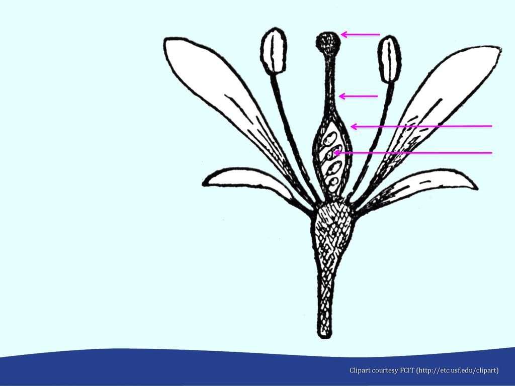 Parts of a Wildflower Section 1 Activity ppt download.