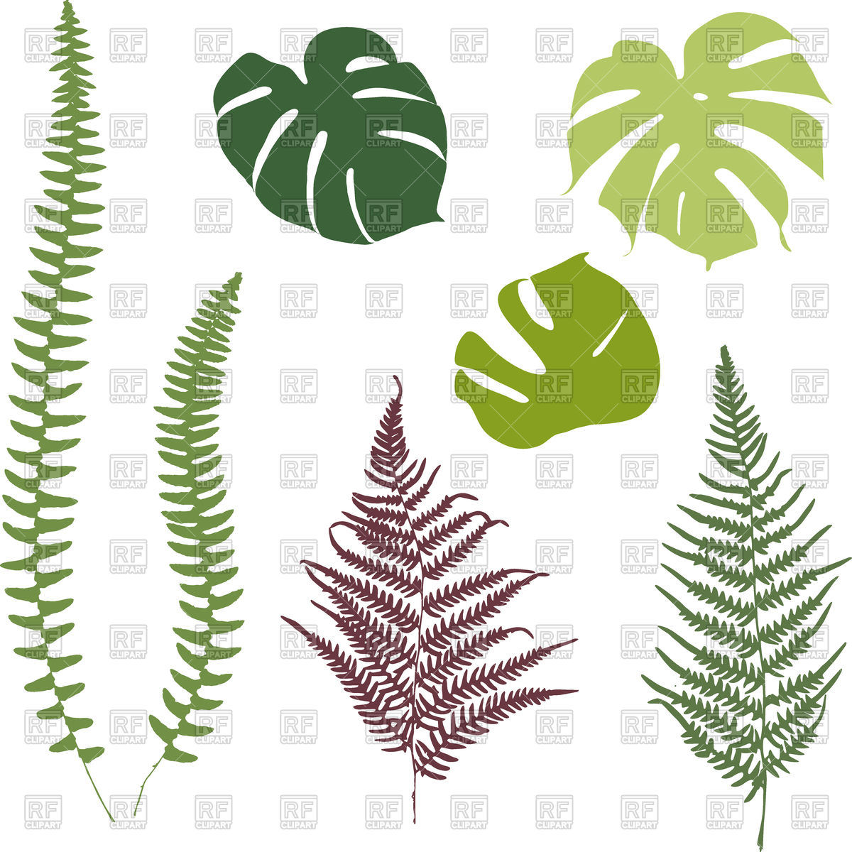 Silhouettes of fern and monsters leaves Stock Vector Image.