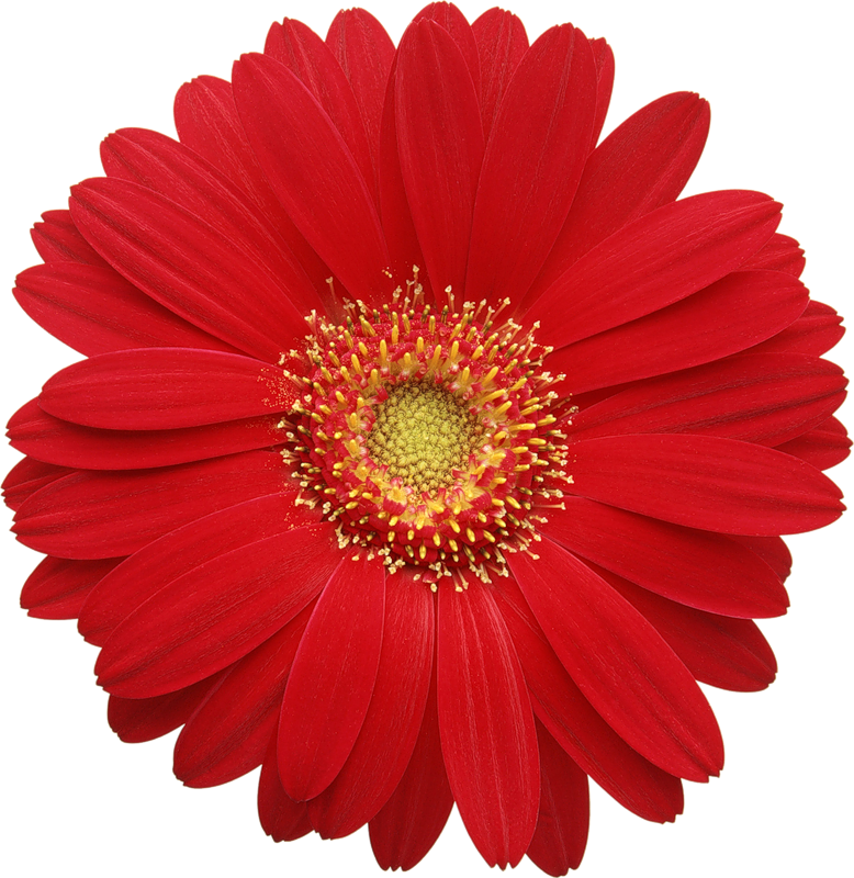 Red Gerber Daisy Clipart.