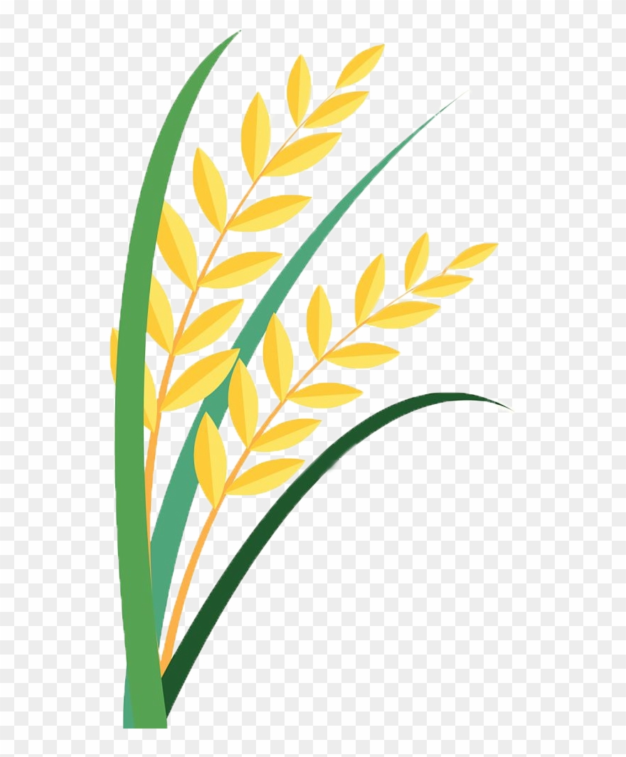 Grain Clipart Paddy.