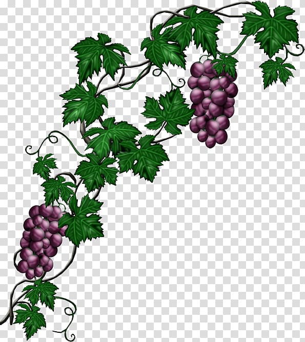 Grapes and vines , Common Grape Vine Plant, grape.