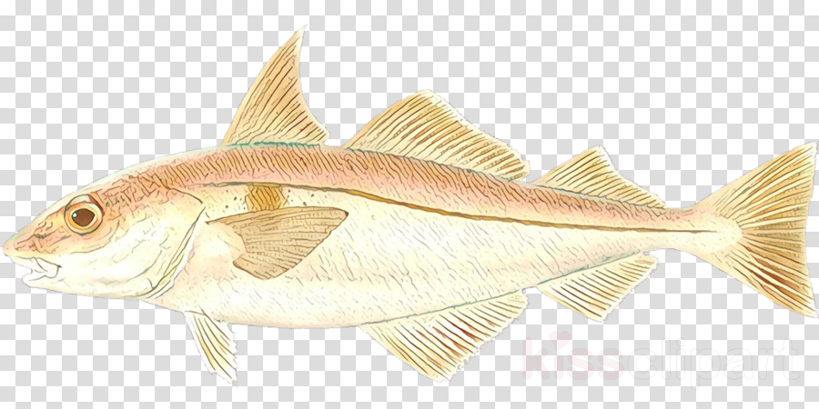 fish fish fin haddock cod clipart.