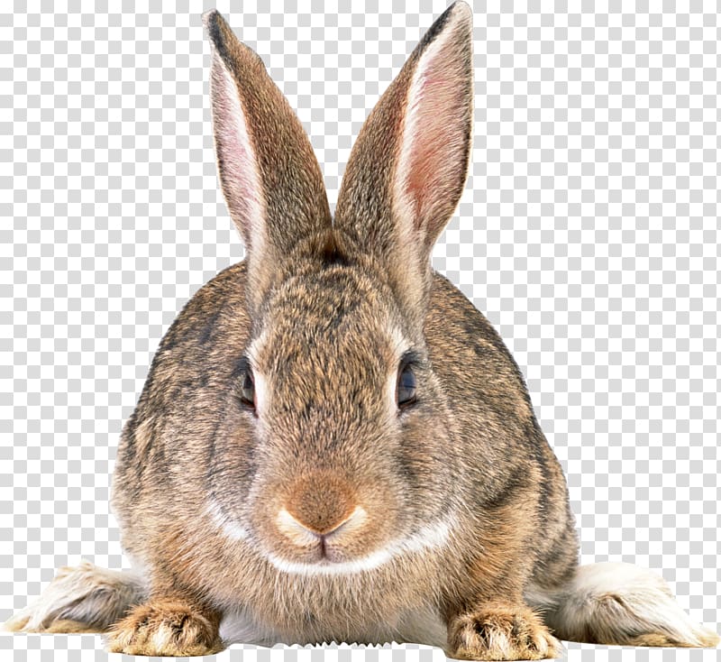 Easter Bunny Rabbit Hare, Gray rabbit transparent background PNG.