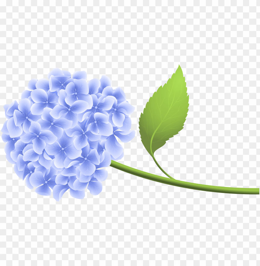 hydrangea clipart transparent background PNG image with.