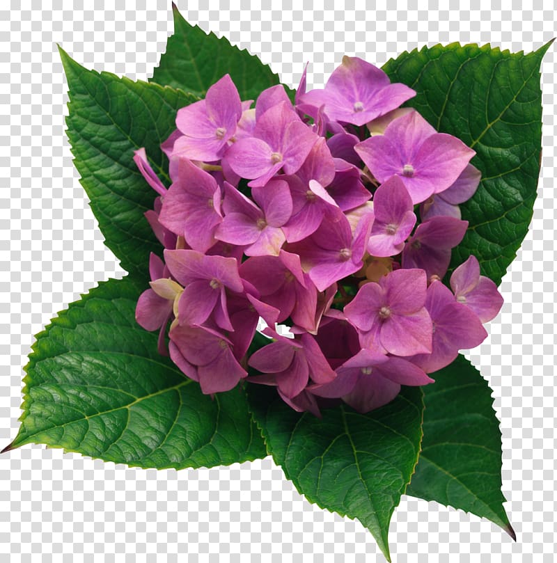 Pink Hydrangeas flower, French hydrangea Flower , Hydrangea.