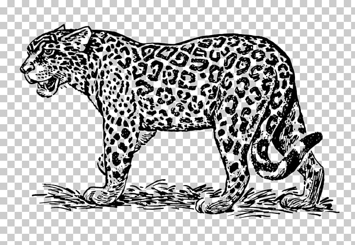 Jaguar Drawing Line art , jaguar PNG clipart.