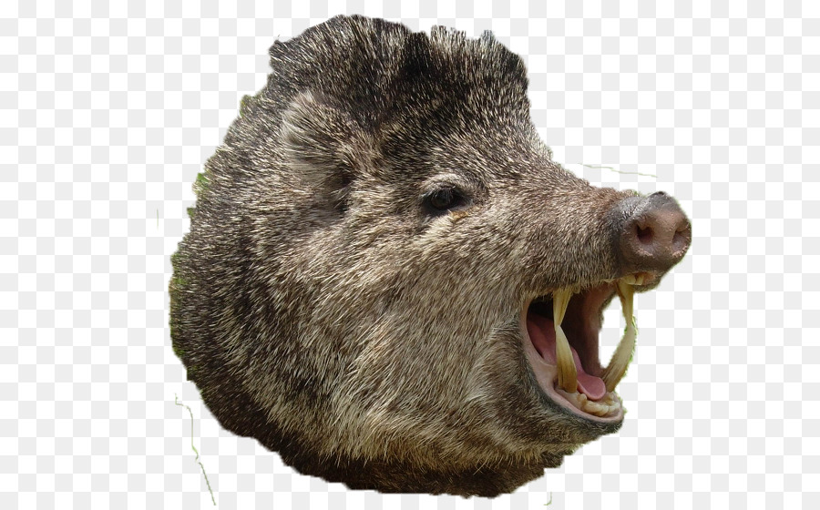 Pig Cartoon clipart.