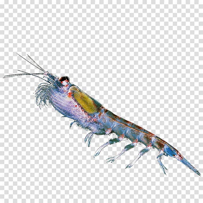 Krill oil Omega.