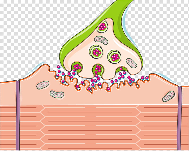 Brain, Cholinergic Synapse, Neuromuscular Junction, Nervous.