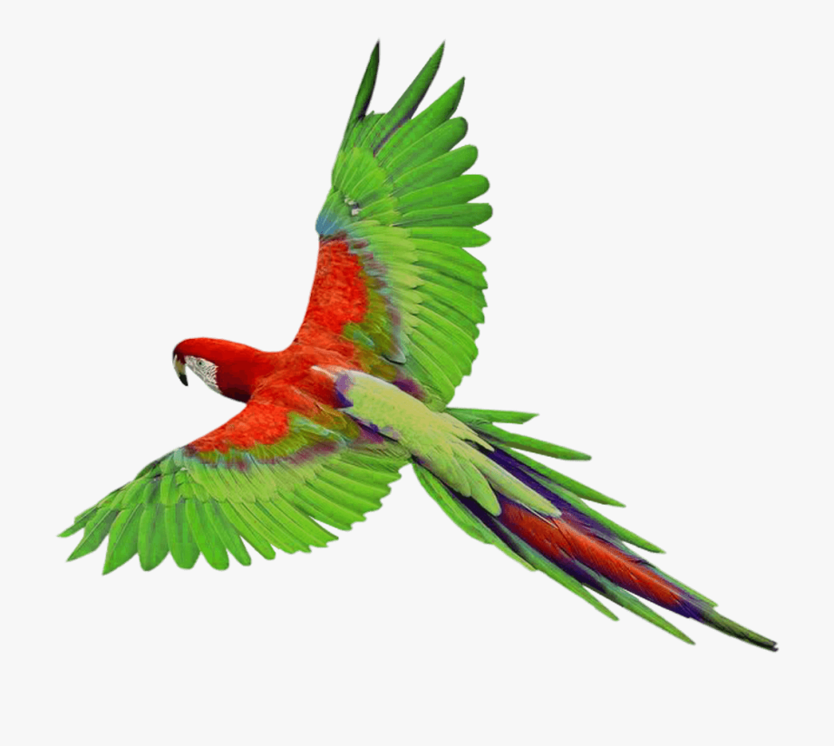 Flying Bird Clipart.