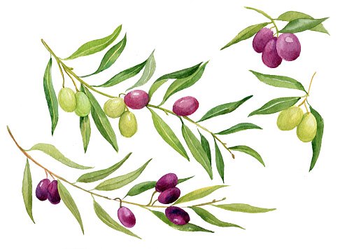 Aquarell Olivenzweig Clipart Image.