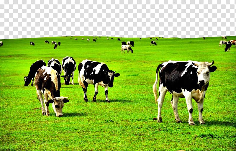 Dairy cattle Pasture Grassland, Grass on the cow transparent.