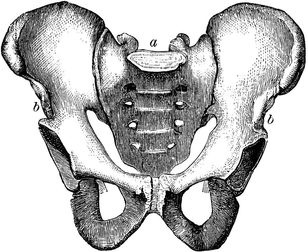 Pelvis Clipart.