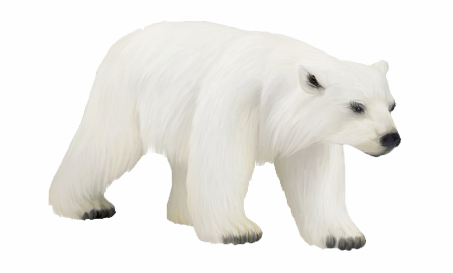 Polar Bear Png Photos.