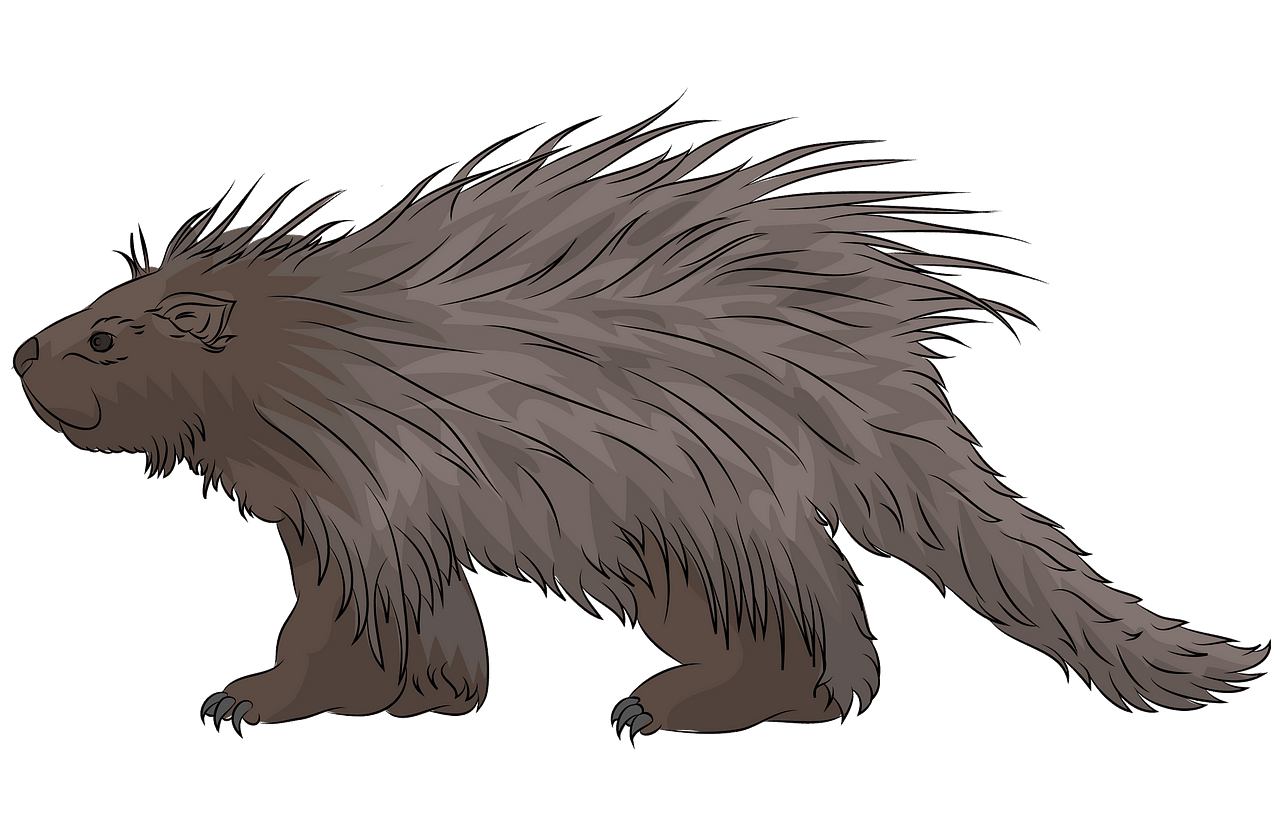 Porcupine clipart. Free download..