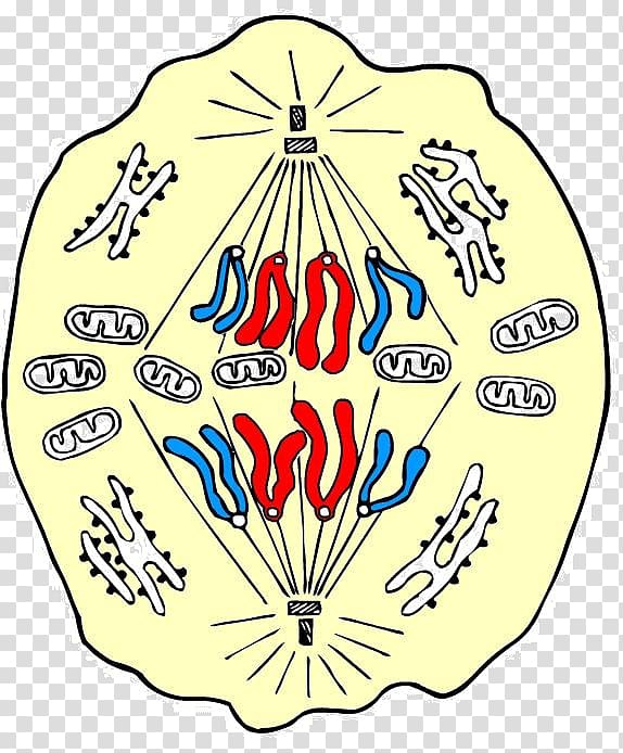 Anaphase Mitosis Prophase Metaphase Cell, others transparent.