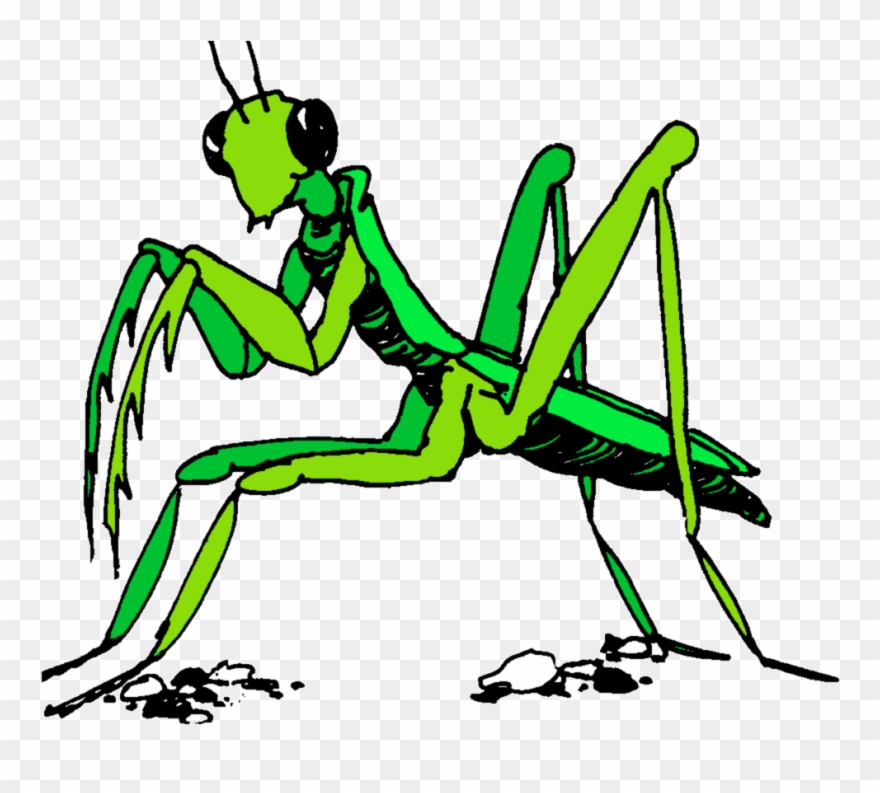 Praying Mantis Clipart Stick Insect.