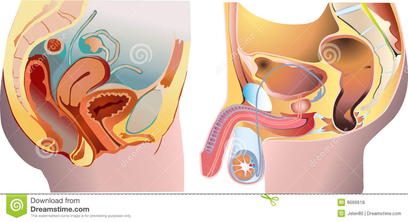 Male And Female Reproductive System Reproductive Stock.