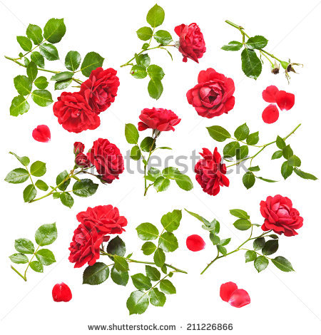 Rose Bush Stock Images, Royalty.