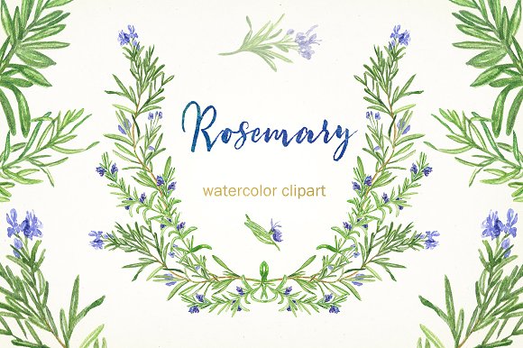 Rosemary. Watercolor clip art..