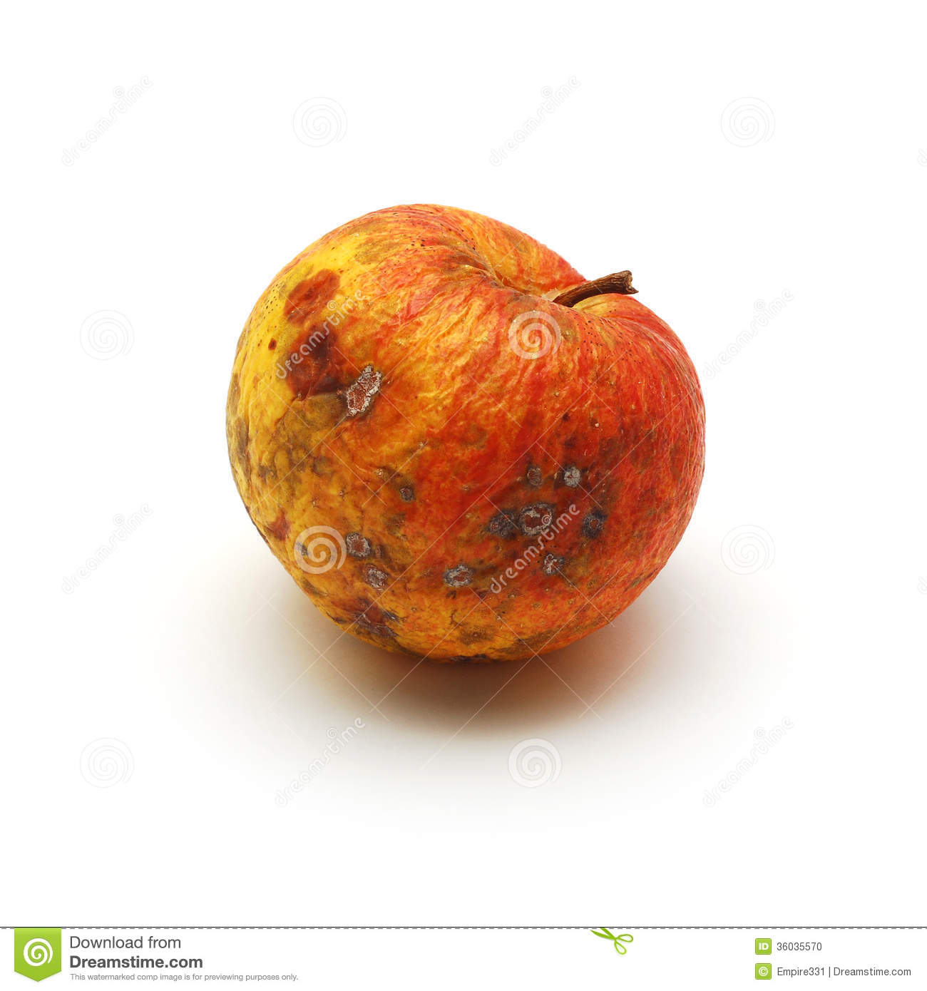 Rotten Apple Stock Photo.