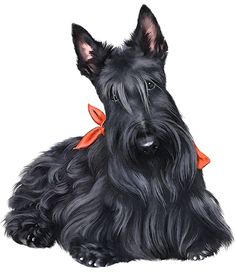 free scottish terrier clip art.