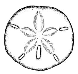 Sand Dollar Clipart Black And White.