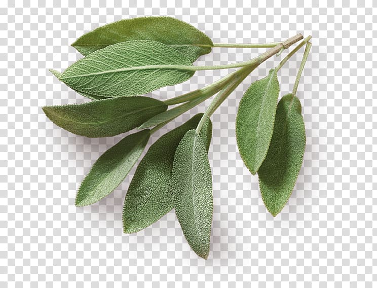 Herb Taste Spice Food Common sage, Leaf transparent.