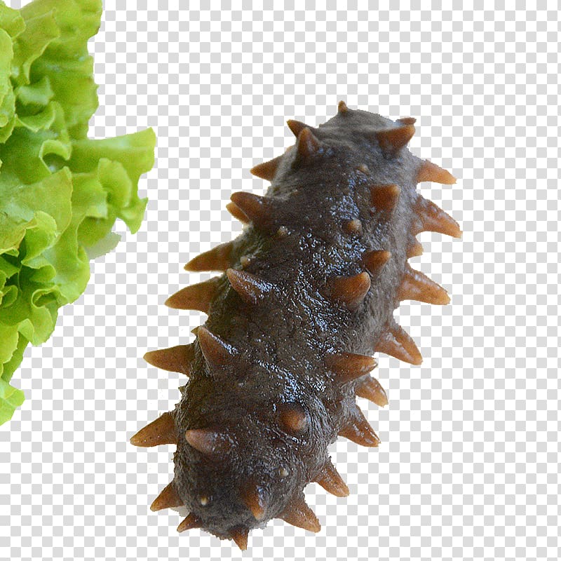 Sea cucumber as food Seafood, Sea cucumber transparent.