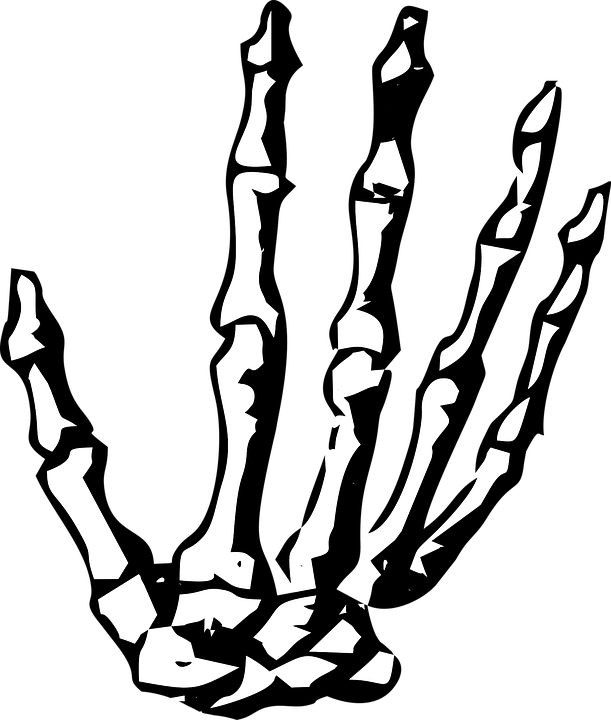 Hand, Skeleton, Skeleton Hand, Halloween, Human, Bone.