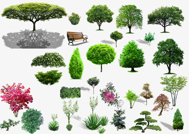 Plant Material, Plant Clipart, Shrubs, P #257347.