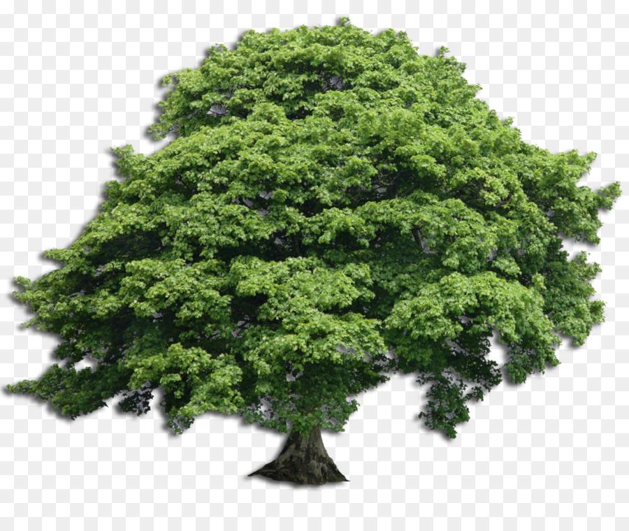 Sycamore Tree clipart.