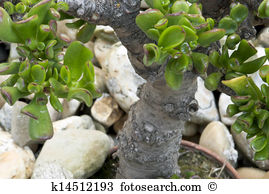 Crassula ovata Stock Photos and Images. 84 crassula ovata pictures.