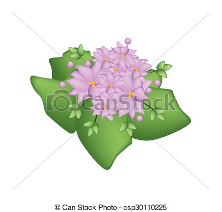 Crassulaceae Stock Illustration Images. 25 Crassulaceae.